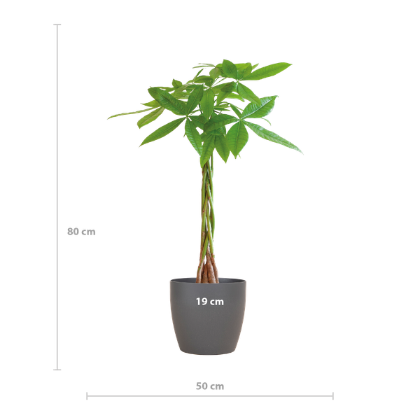 Pachira Aquatica - Geldboom | 80 cm | Potmaat Ø21 cm | Luchtzuiverend & Makkelijk te verzorgen