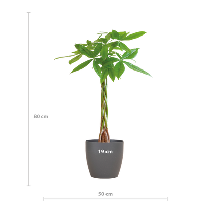 Pachira Aquatica - Geldboom | 80 cm | Potmaat Ø21 cm | Luchtzuiverend & Makkelijk te verzorgen