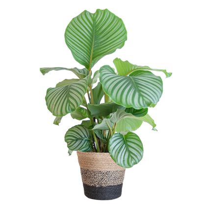 Calathea orbifolia - 65cm - Ø19