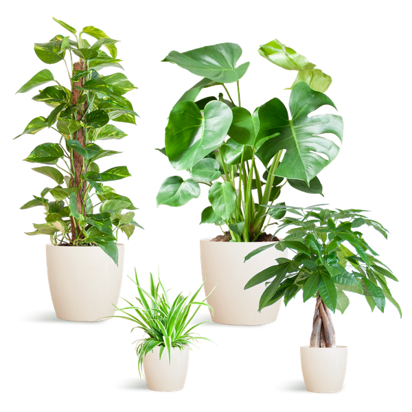 Easy Care Plantenbox - Makkelijke Kamerplanten Set | Weinig Onderhoud & Luchtzuiverend