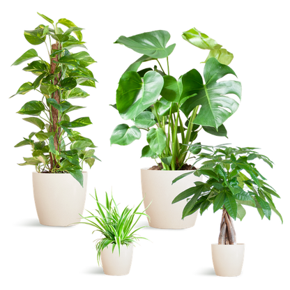 Easy Care Plantenbox - Makkelijke Kamerplanten Set | Weinig Onderhoud & Luchtzuiverend