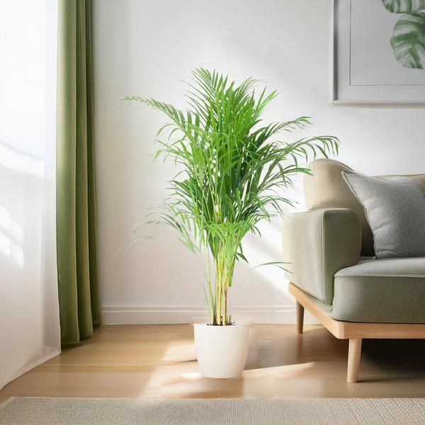 Areca Palm (Dypsis lutescens) - Goudpalm | 100 cm | Potmaat 21 cm | Inclusief gratis mand