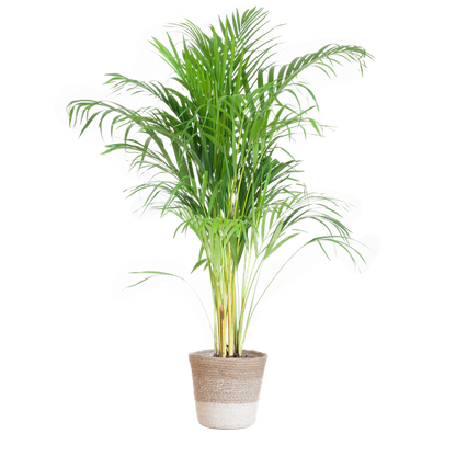 Areca Palm (Dypsis lutescens) - Goudpalm | 100 cm | Potmaat 21 cm | Inclusief gratis mand