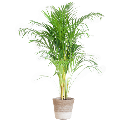 Areca Palm - 100cm - Ø21