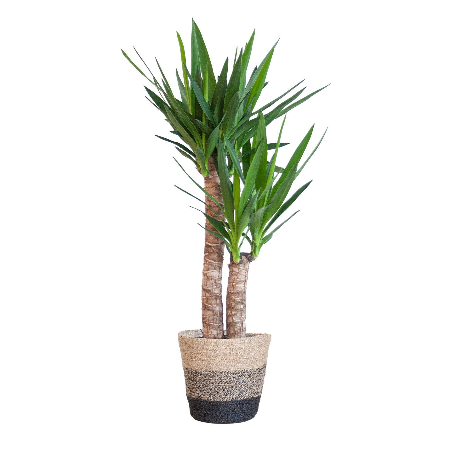 Yucca kamerplant mooi