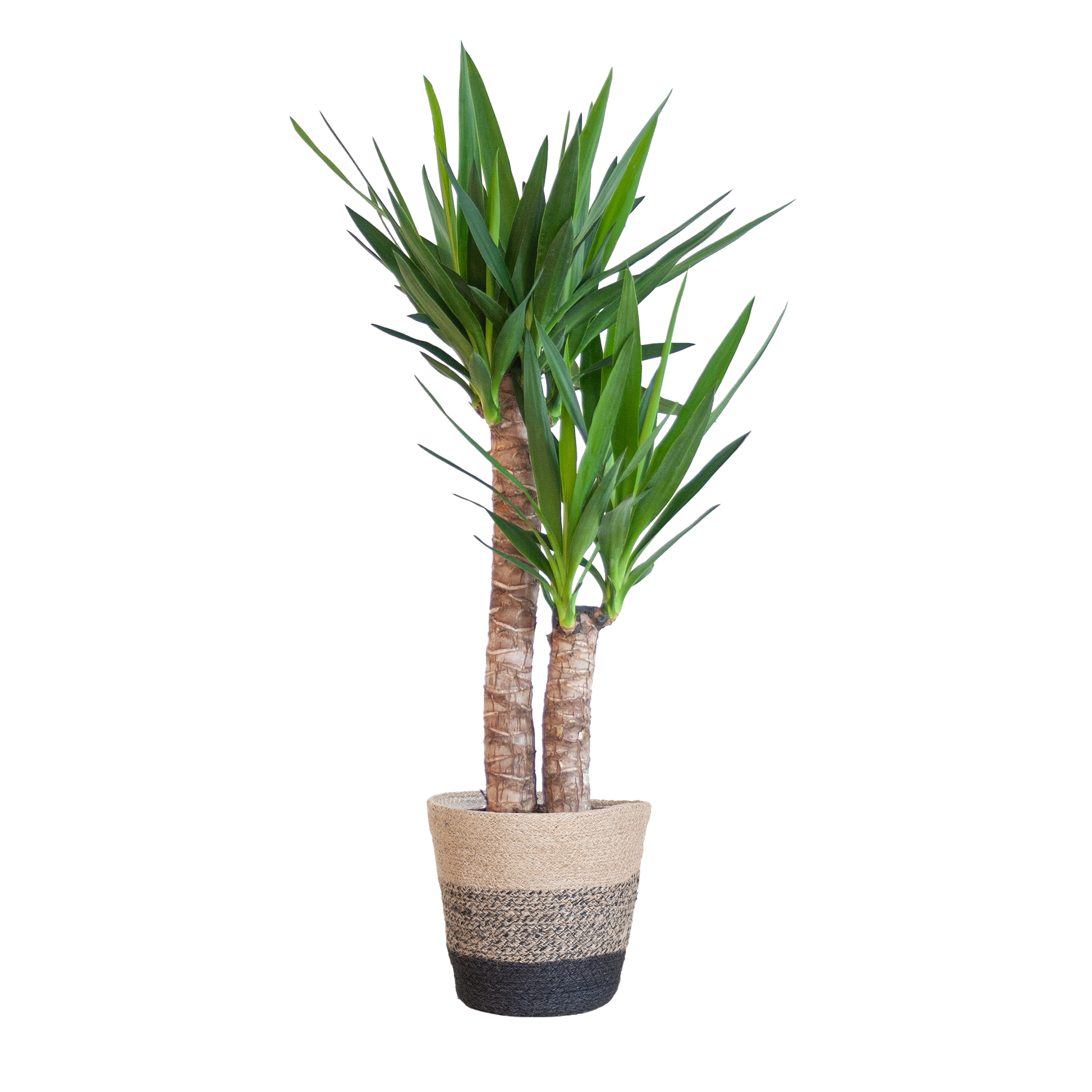 Yucca kamerplant mooi