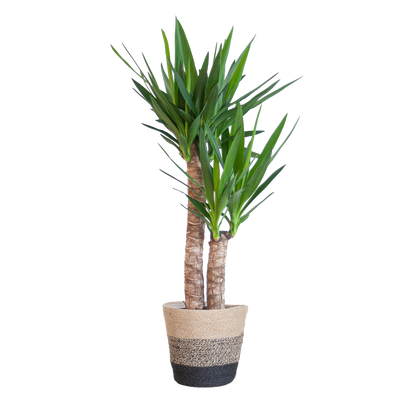 Yucca kamerplant mooi